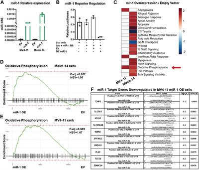 miRNA-1 promotes acute myeloid leukemia cell pathogenesis through metabolic regulation